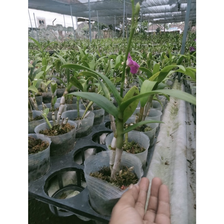 dendro mini spike dp