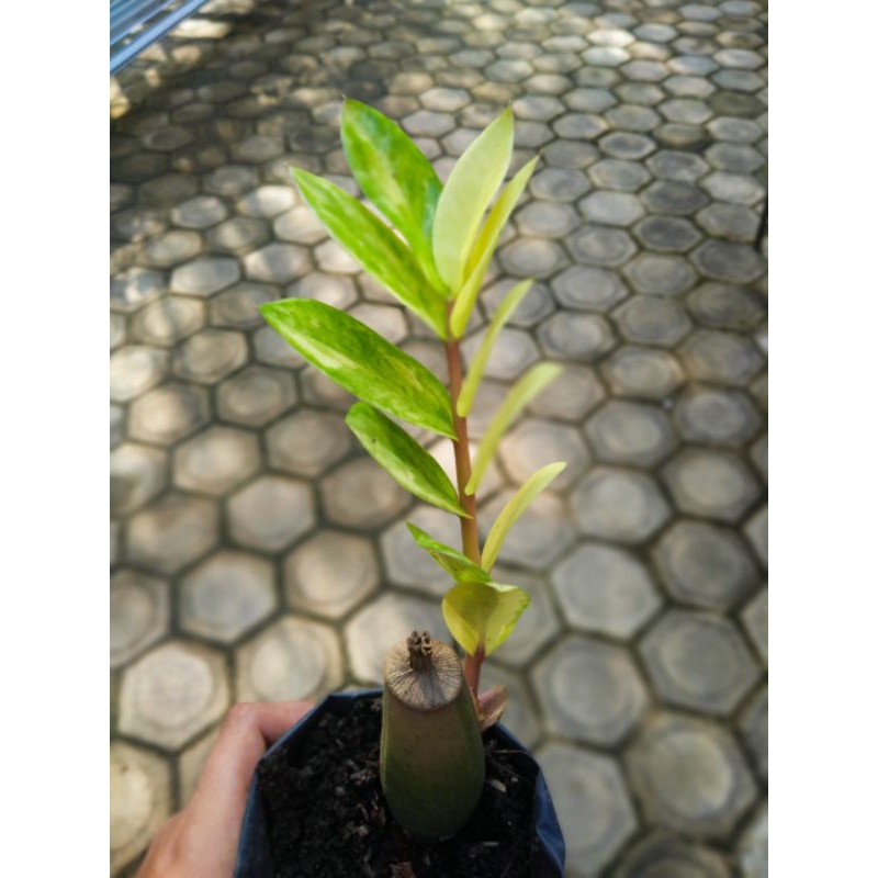 zz plant variegata / zamia variegata / zamiaculcas zamiifolia variegata