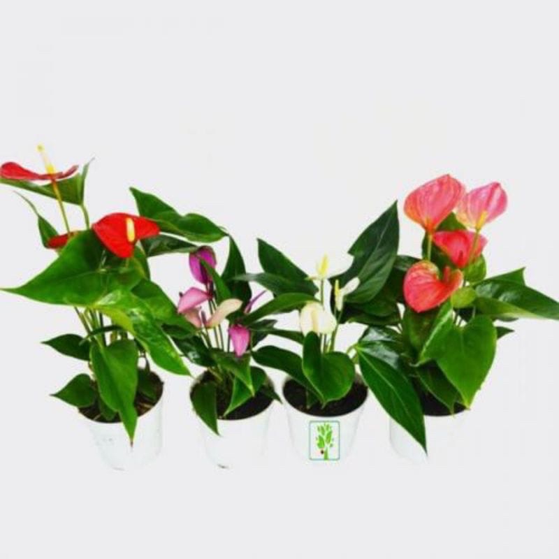 Jual Tanaman Hias Paket 4 Anthurium Mikey Mouse Shopee Indonesia