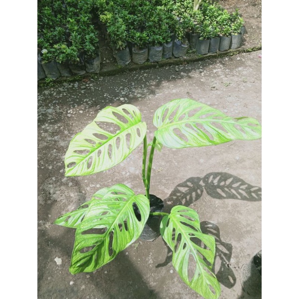 DAUN BESAR...TANAMAN HIAS PHYLLODENDRON ADANSONI - JANDA BOLONG DAUN BESAR