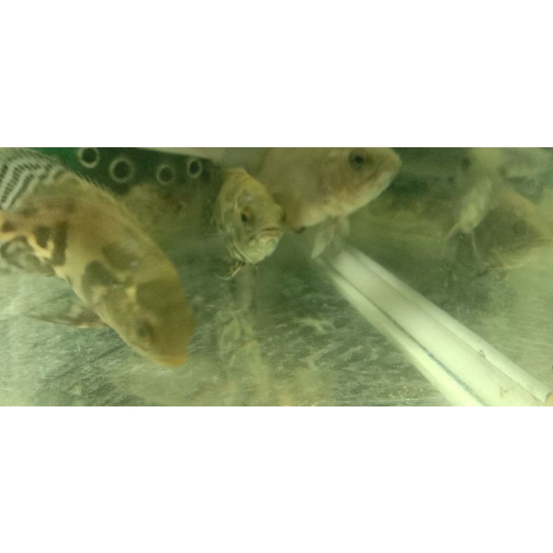 Oscar Batik/ Oscar Tiger/ Oscar Paris Tembaga ukuran +- 6cm