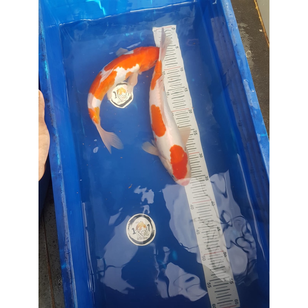 KOHAKU DOITSU 32CM