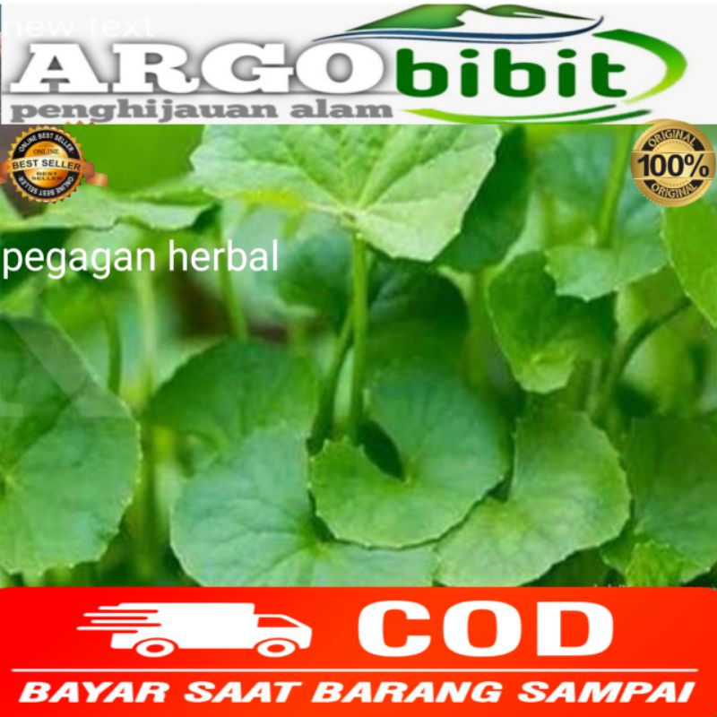 

pegagan herbal isi ,1000gram