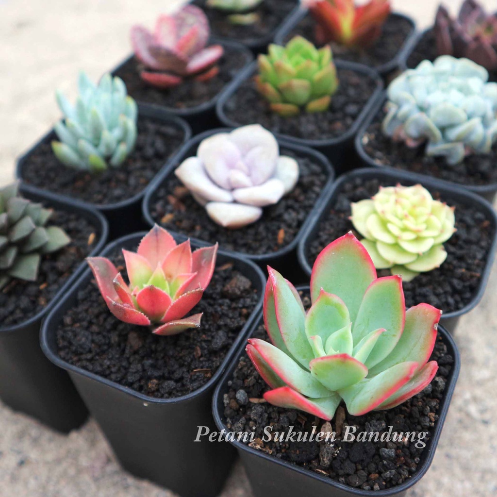 PAKET Sukulen Sekulen Kaktus GRATIS POT &amp; media cactus mini tanaman hias bunga skulen succulent echeveria