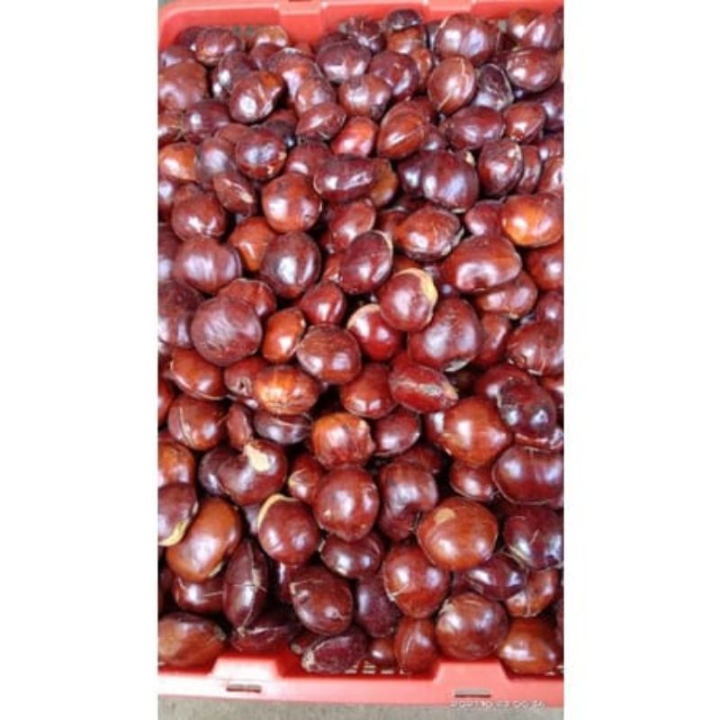 

Jengkol Tua Segar 250-500 gr