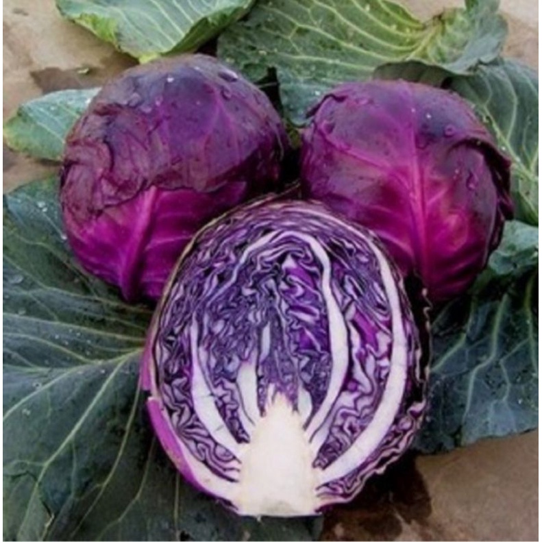 

kol ungu fresh/kubis ungu 1pcs