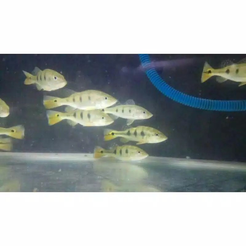 Peacock bass pbass mono terlaris 6-7cm & 10-14CM