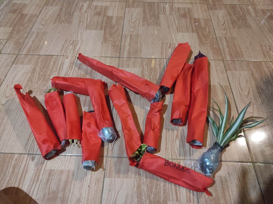 Bunga Tanaman Hias Miana Dark Red