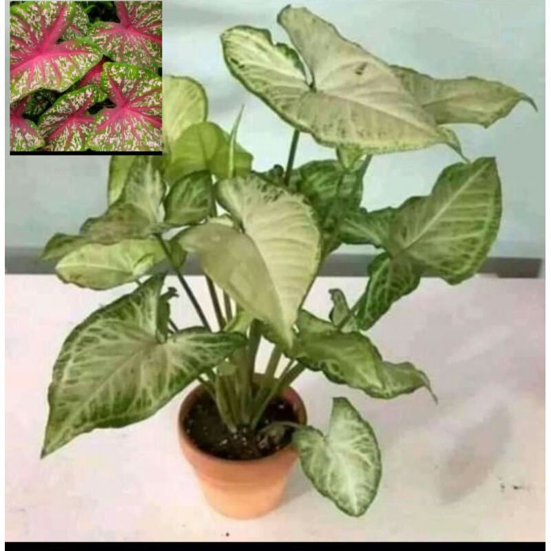 2 keladi hias singonium puti dan merah