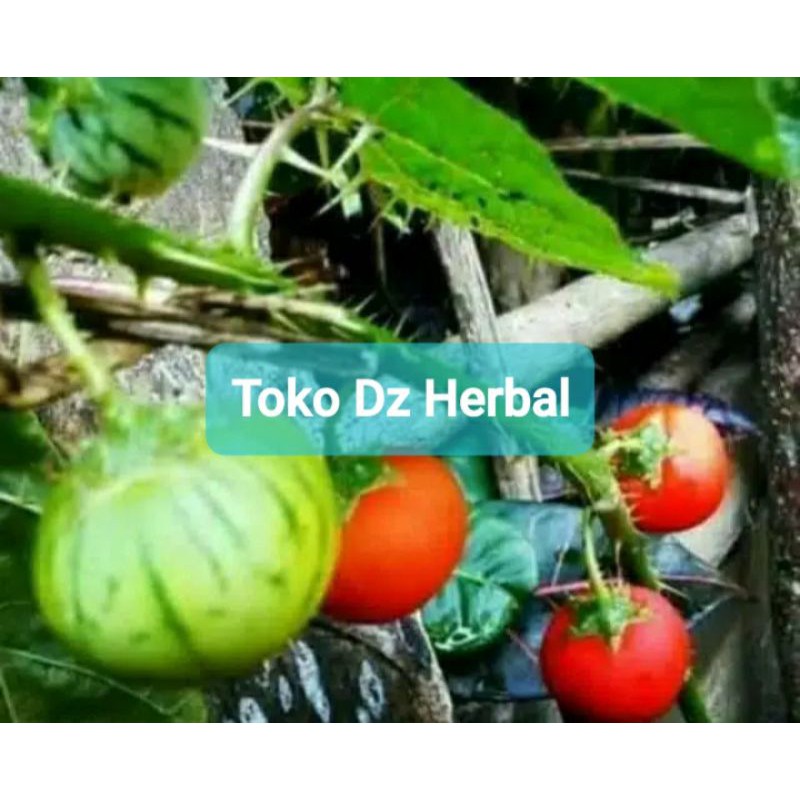 

Terong pari atau terong duri segar 250 gram fresh