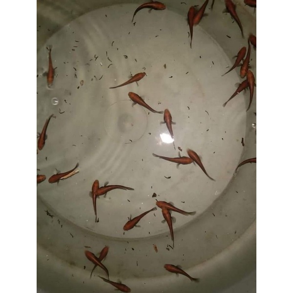 

chana red barito baby sz 3-4 cm