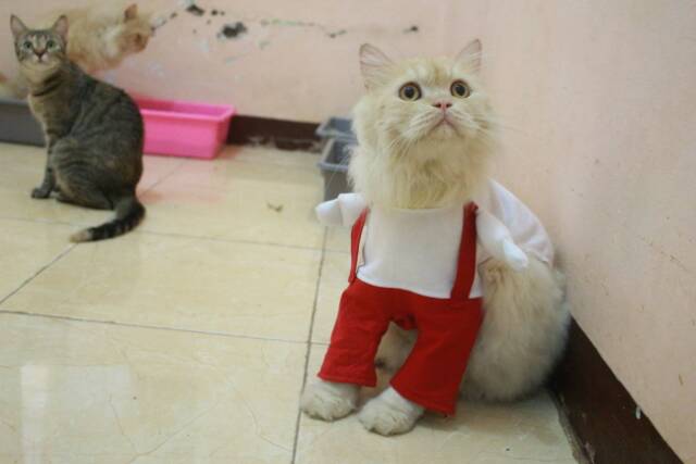 Kostum Mario power-Up merah putih untuk kucing dan anjing size S M L XL