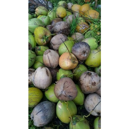 

Buah kelapa fresh habis petik