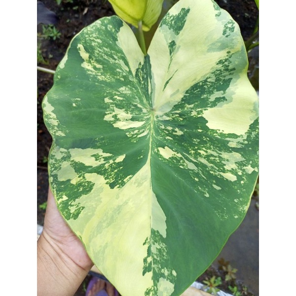colocasia variegata