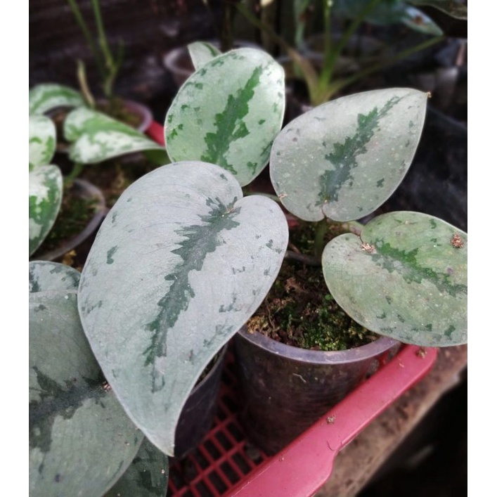 scindapsus blink blink sp.borneo