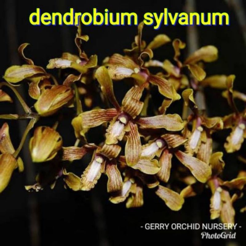 anggrek dendrobium sylvanum seedling seed anggrek
