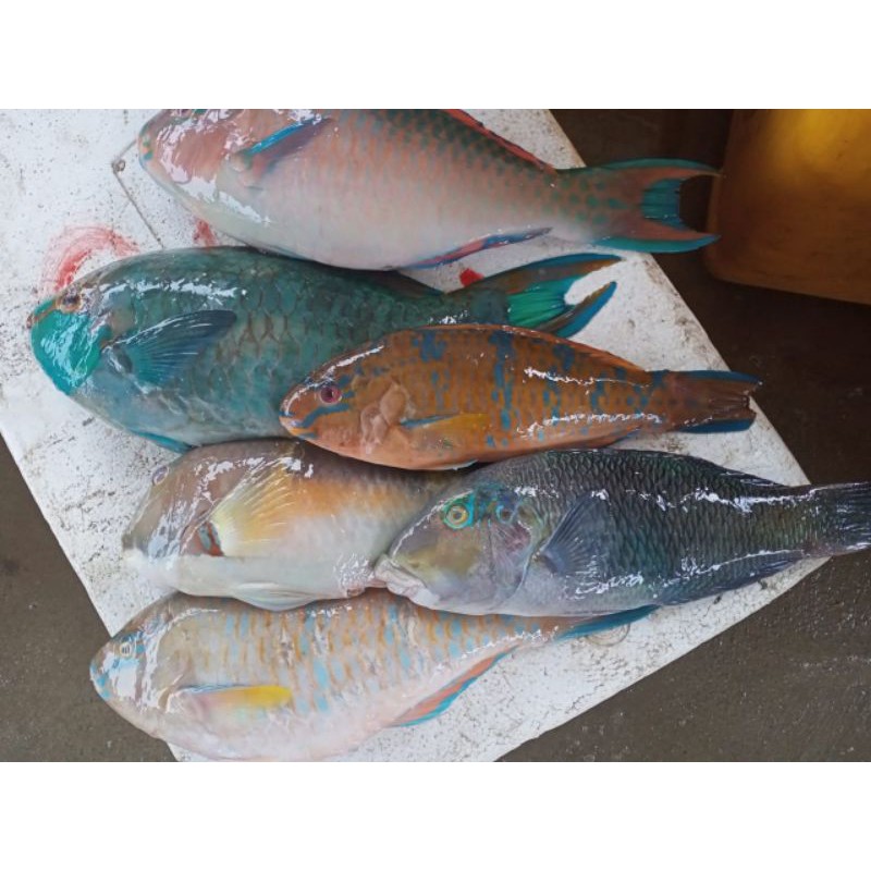 

PARROT FISH IKAN BETET Super Premium Best Seller 1Kg