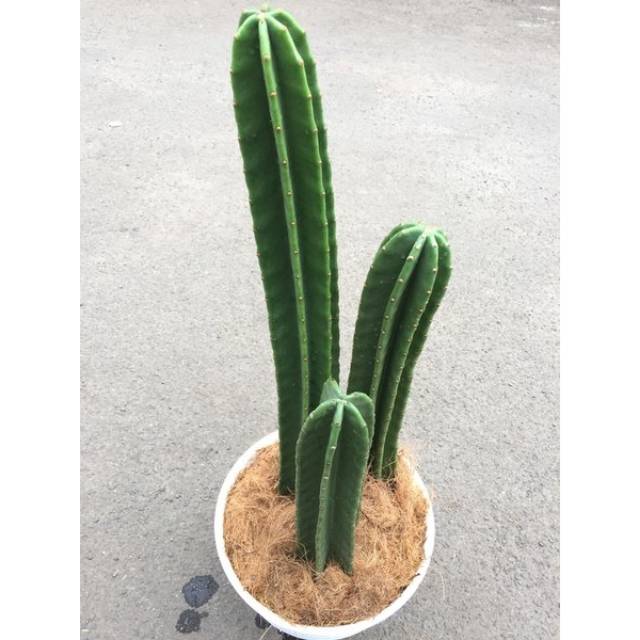 Paket 3 tanaman hias  kaktus  belimbing kaktus  koboi isi 3 