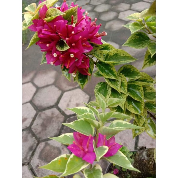 Bougenville ORI Singapur varigata