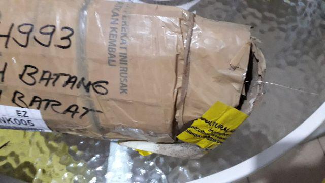 Paket 4 Batang Bibit Bunga Kamboja Jepang Adenium Triple Warna Terbaru 2019 Bonggol Besar