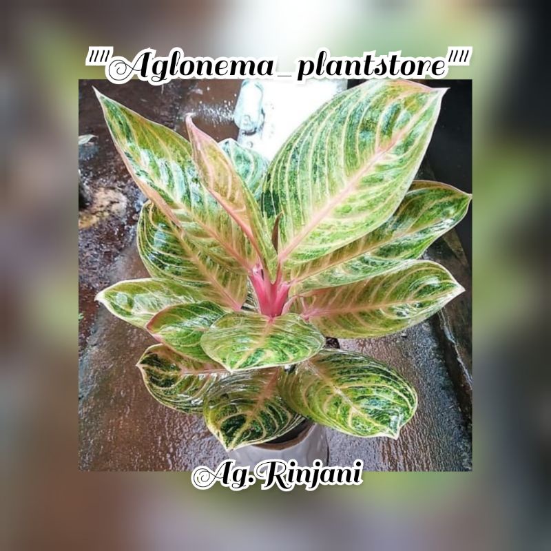 PROMOBIBIT AGLONEMA RINJANI/tanaman hias bibit bonggol aglonema rinjani