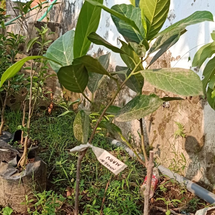 Asli! Bibit nangka madu super Terlaris