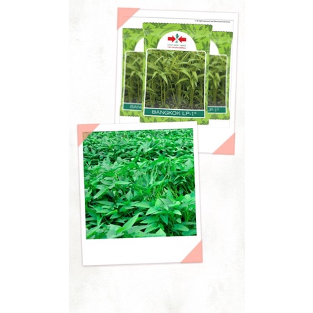 100/300/500 Benih Kangkung Bangkok LP1 Repacking (Panah Merah)