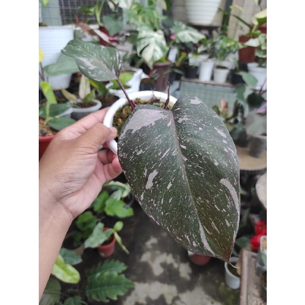 Philodendron Pink Princess Galaxy