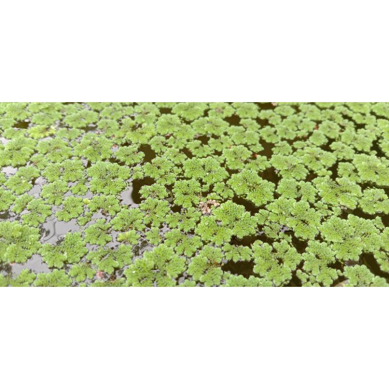 Azolla pinnata/tanaman air/pakan ikan