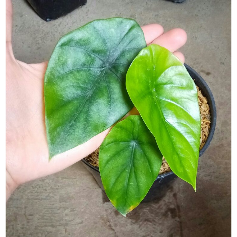 Alocasia Tengkorak Hijau / Keladi Tengkorak Hijau