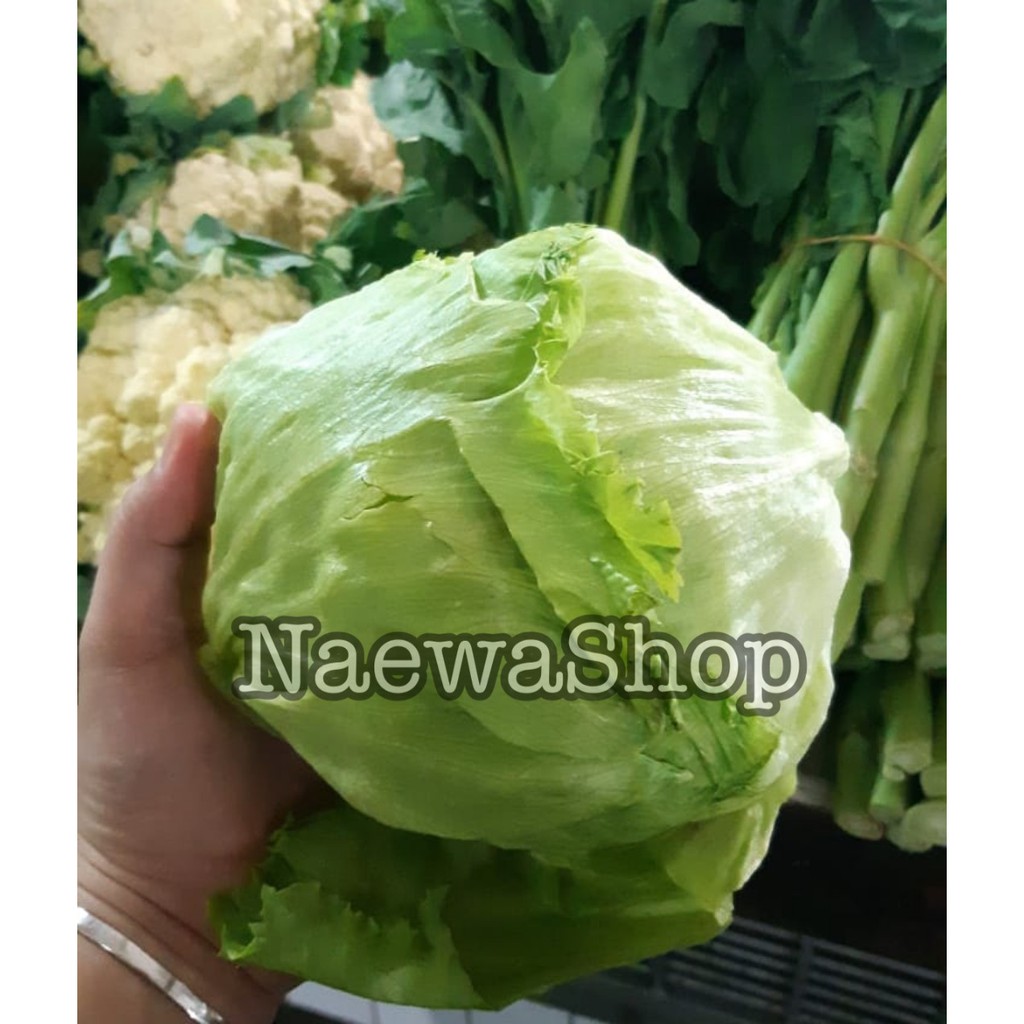 

Letuce Ice Berg / HEAD LETTUCE / SELADA KEBAB 500gram kualitas SUPER
