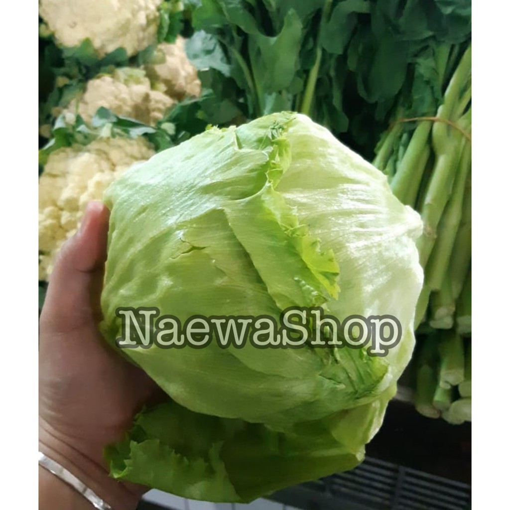 Harga Lettuce Terbaru Desember 2021 Biggo Indonesia