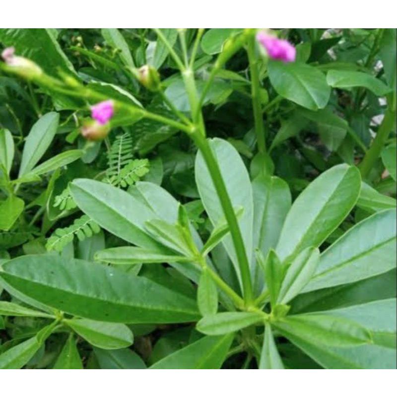 Bibit Tanaman Ginseng Jawa Kolesom