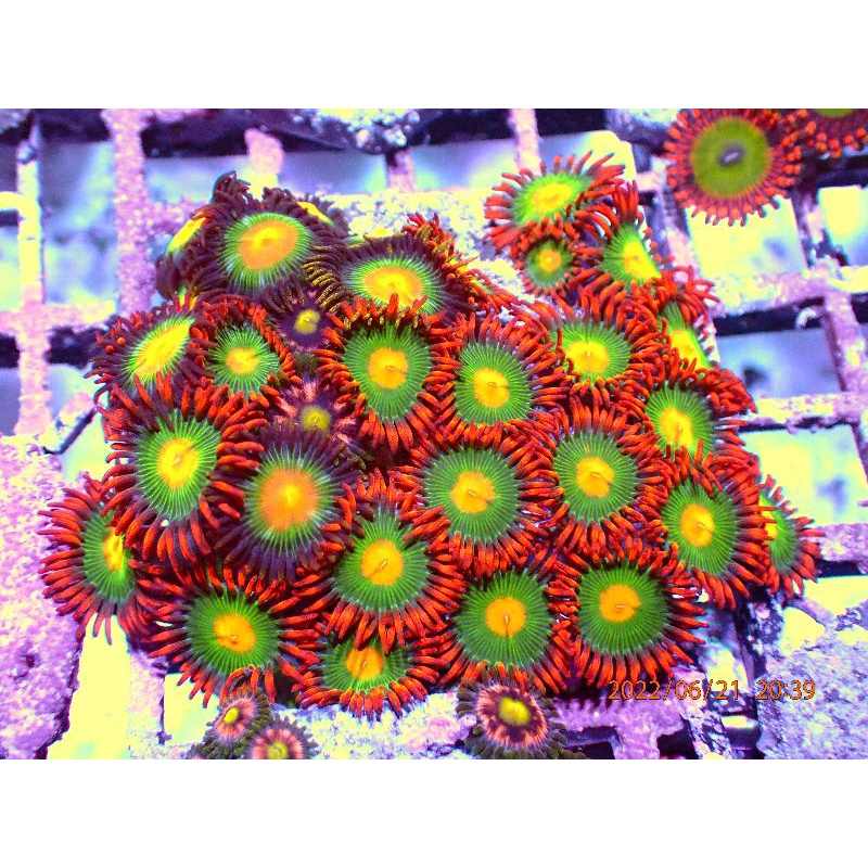 Gatorade kombinasi Gorilla Nipples Zoa Zoanthid
