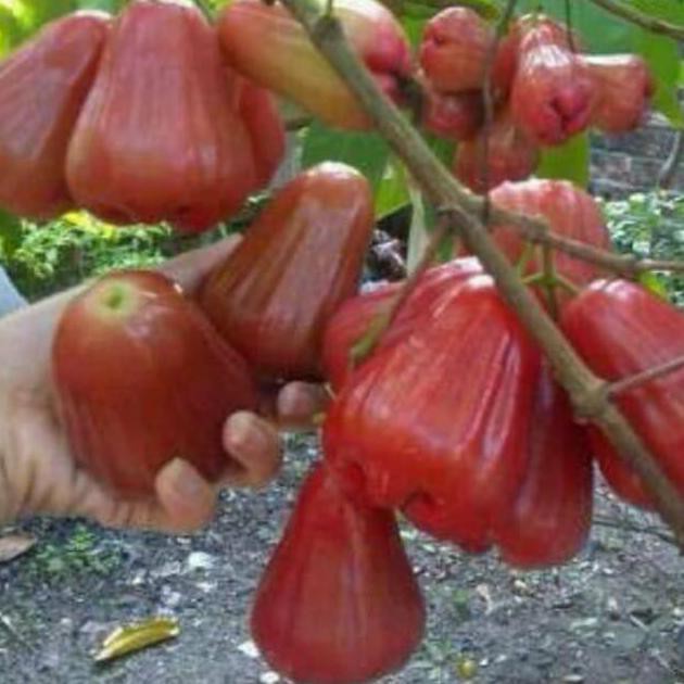 Bibit Jambu air cincalo