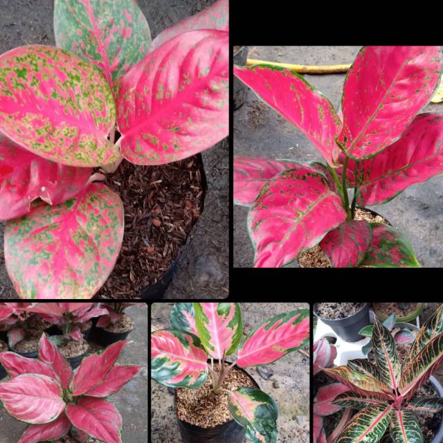 

Paket 5 jenis aglonema serba red,red venus,red stardust,, red sumatra,red kochin,red anjamani