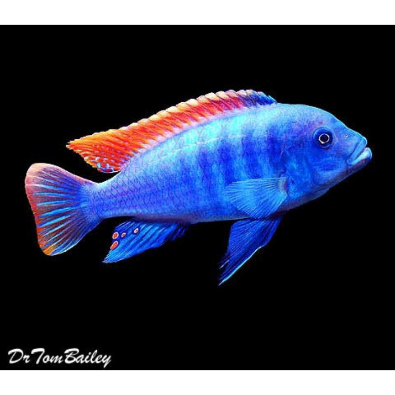 Metriaclima Greshakei Ice Blue Malawi Mbuna