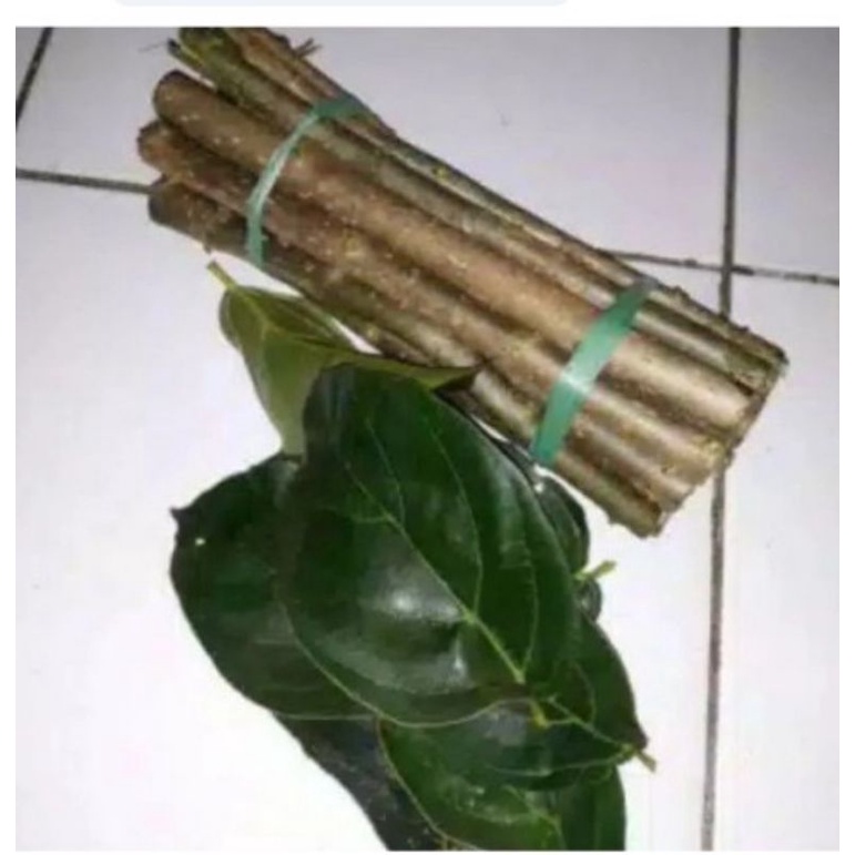 Bibit stek cincau perdu