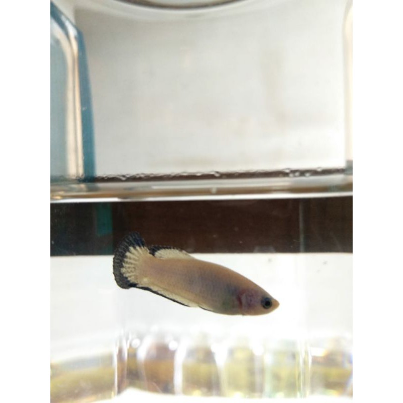 

Betta bluerim
