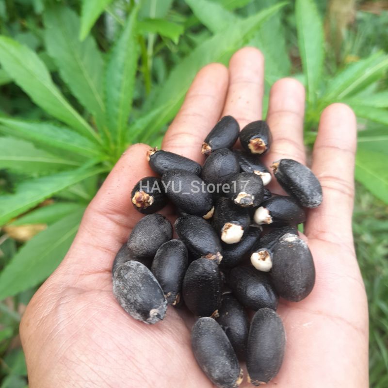 Jual Biji Jarak Kering Buah Jarak Untuk Herbal Jarak Pagar Shopee