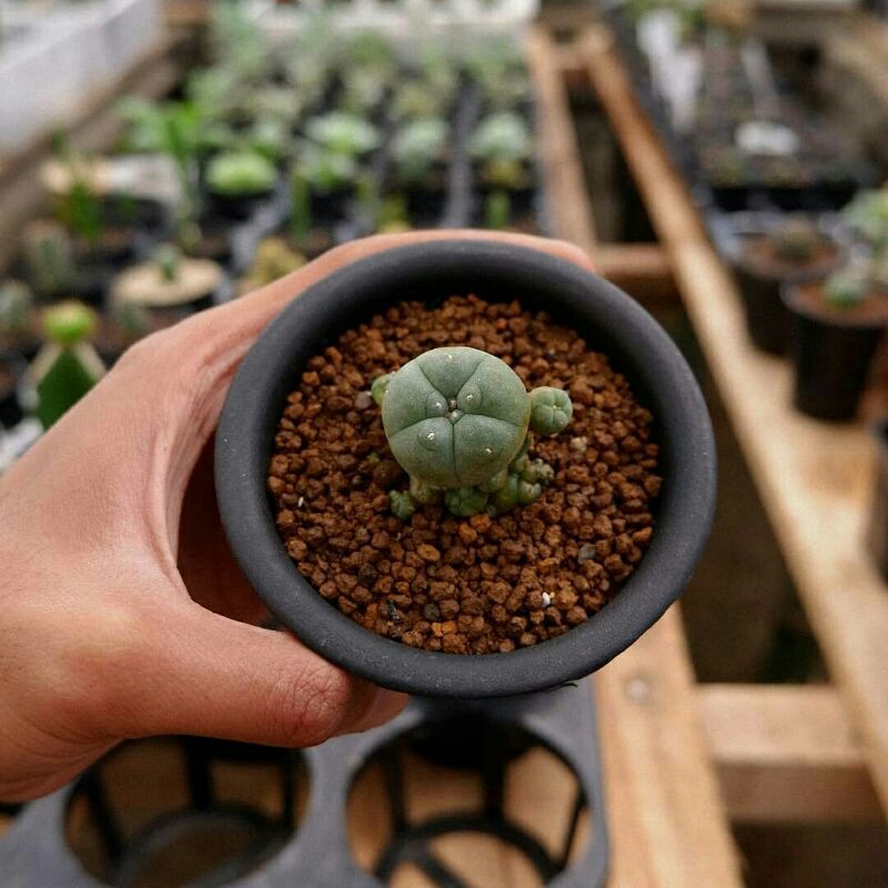 Lophophora Williamsii 'Cluster'