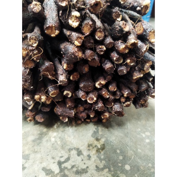 cutting anggur alfonso udah berkalus