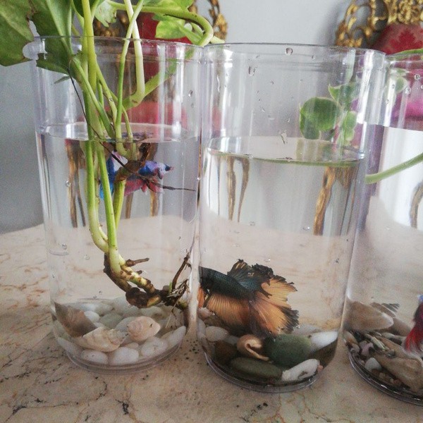 AQUARIUM Cupang BETTACUBE Acrylic Mika Bening THAILAND