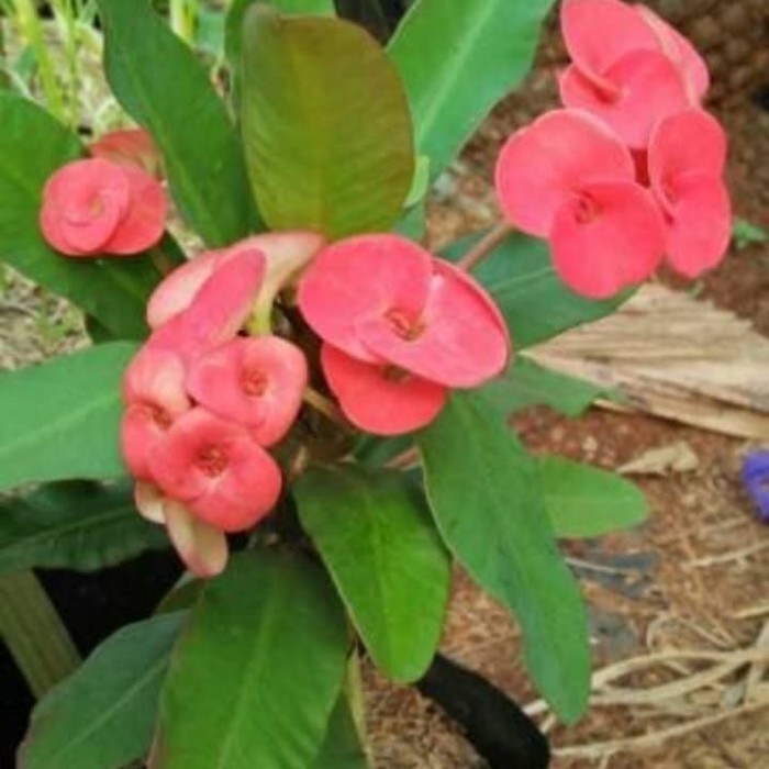 Tanaman Hias Euphorbia Bunga Merah Eporbia Bunga Merah