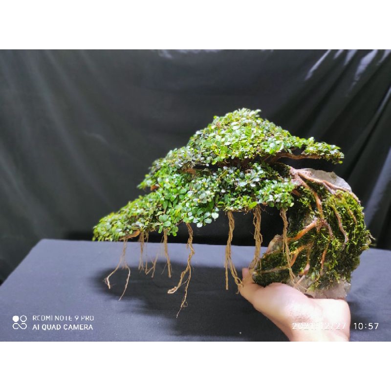 bonsai aquascape pakai buce