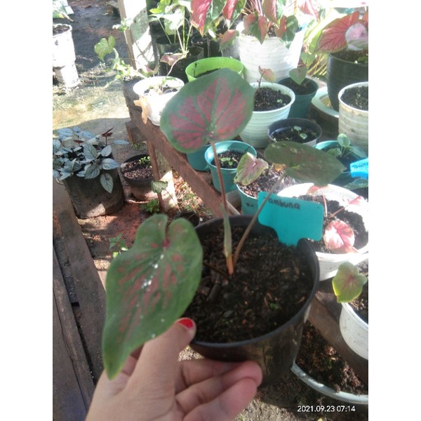 caladium tambuna