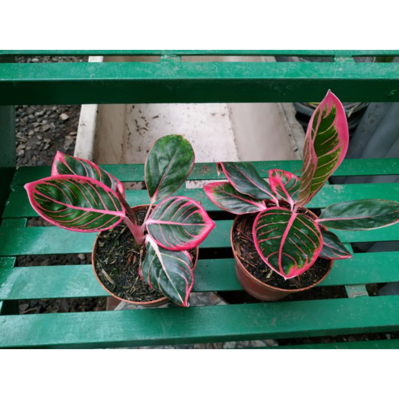 aglaonema lipstick kanza