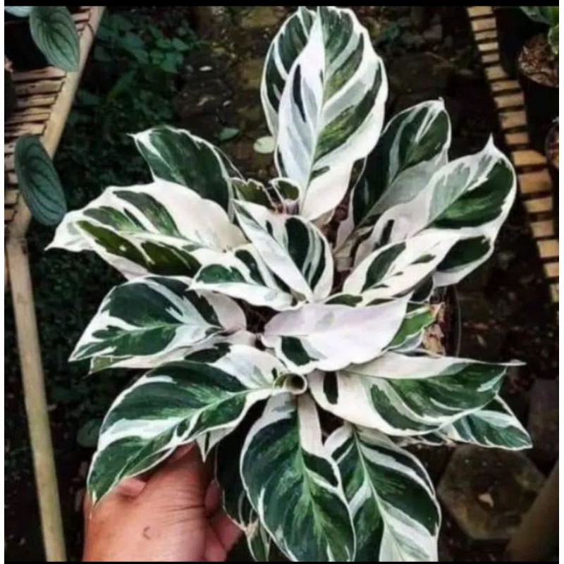 tanaman hias calathea tisue