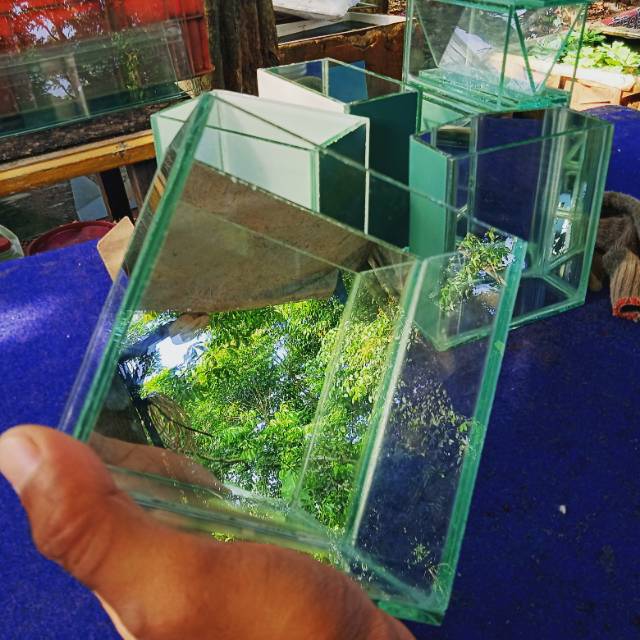 Soliter cupang selfie cermin belankang soliter cupang soliter ikan cupang daun ketapang obat iksn