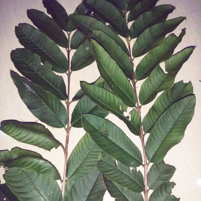

Daun jambu biji 250g